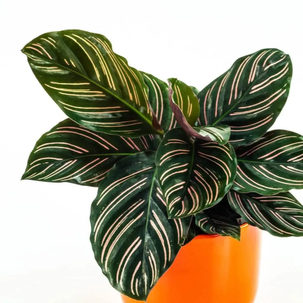 Calathea Pinstripe