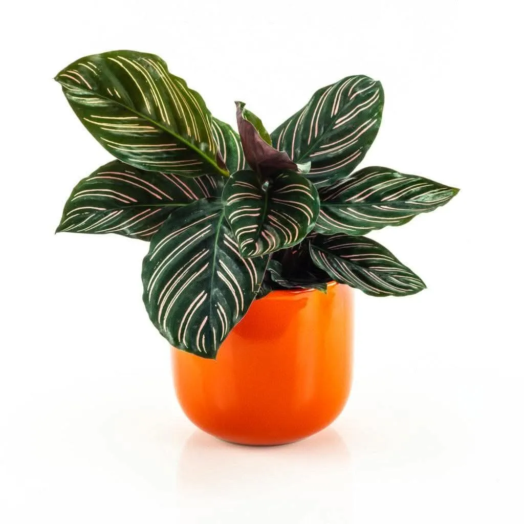 Calathea Pinstripe