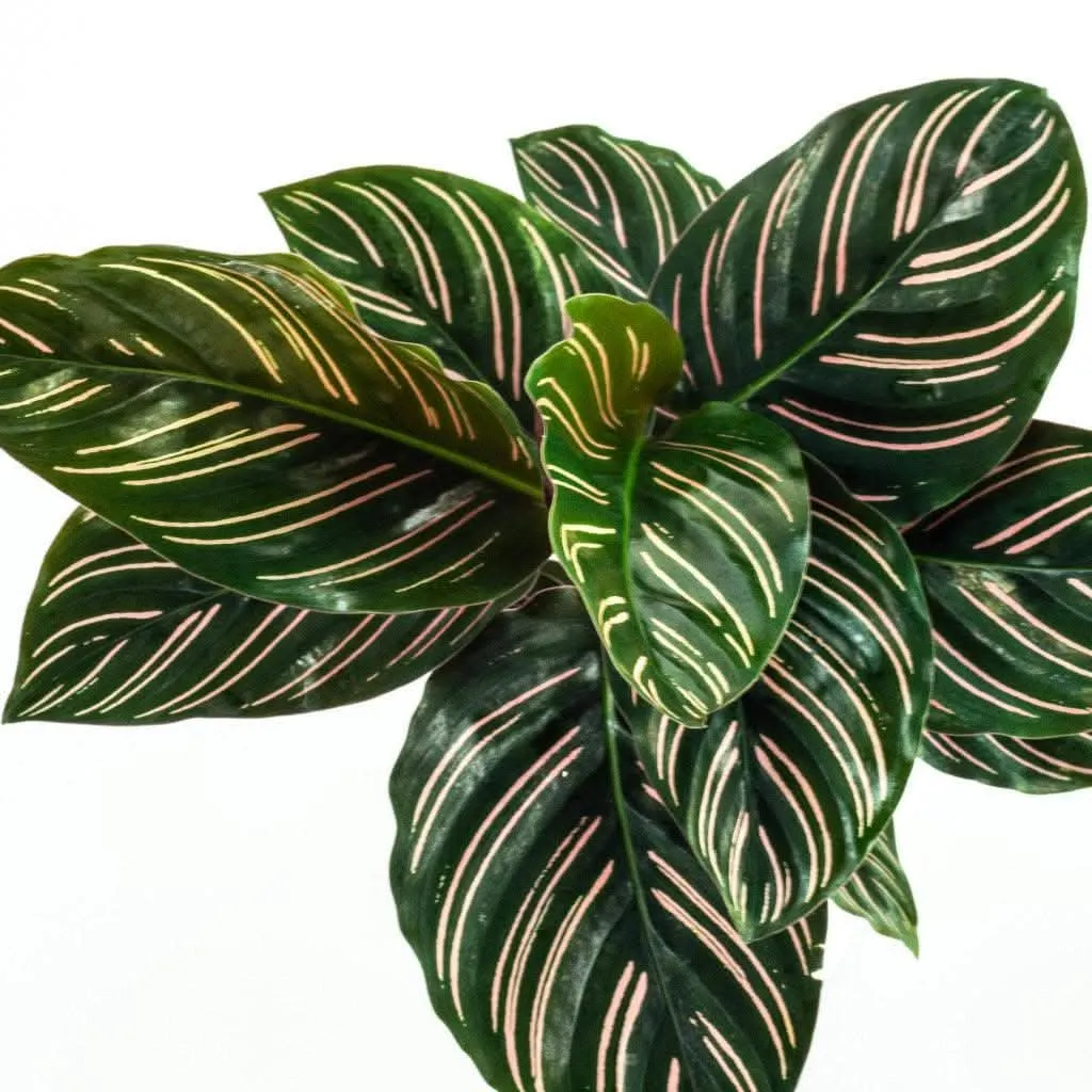 Calathea Pinstripe