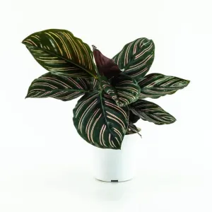 Calathea Pinstripe