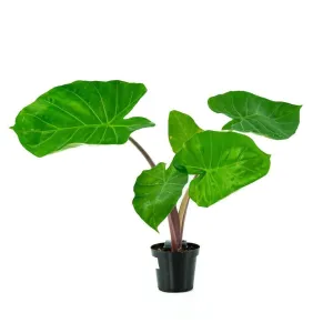 Imperial Red Alocasia
