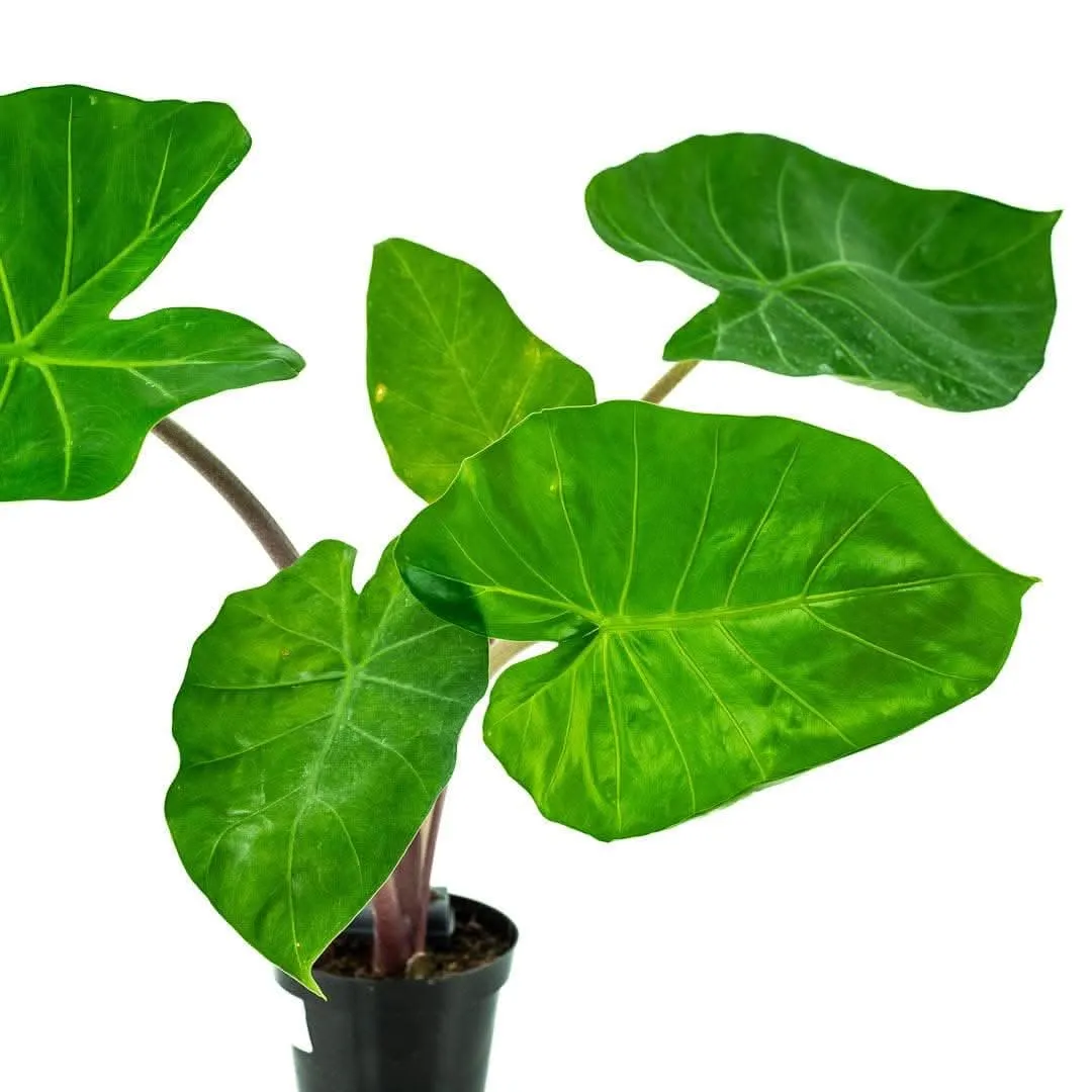 Imperial Red Alocasia