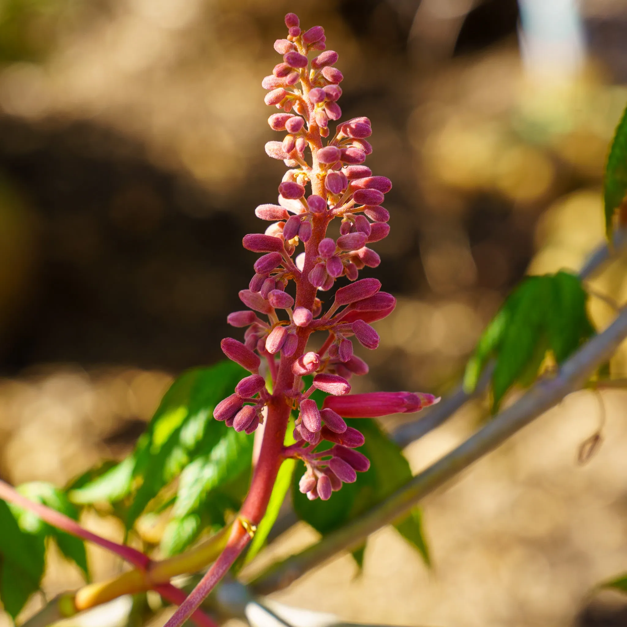 Red Buckeye