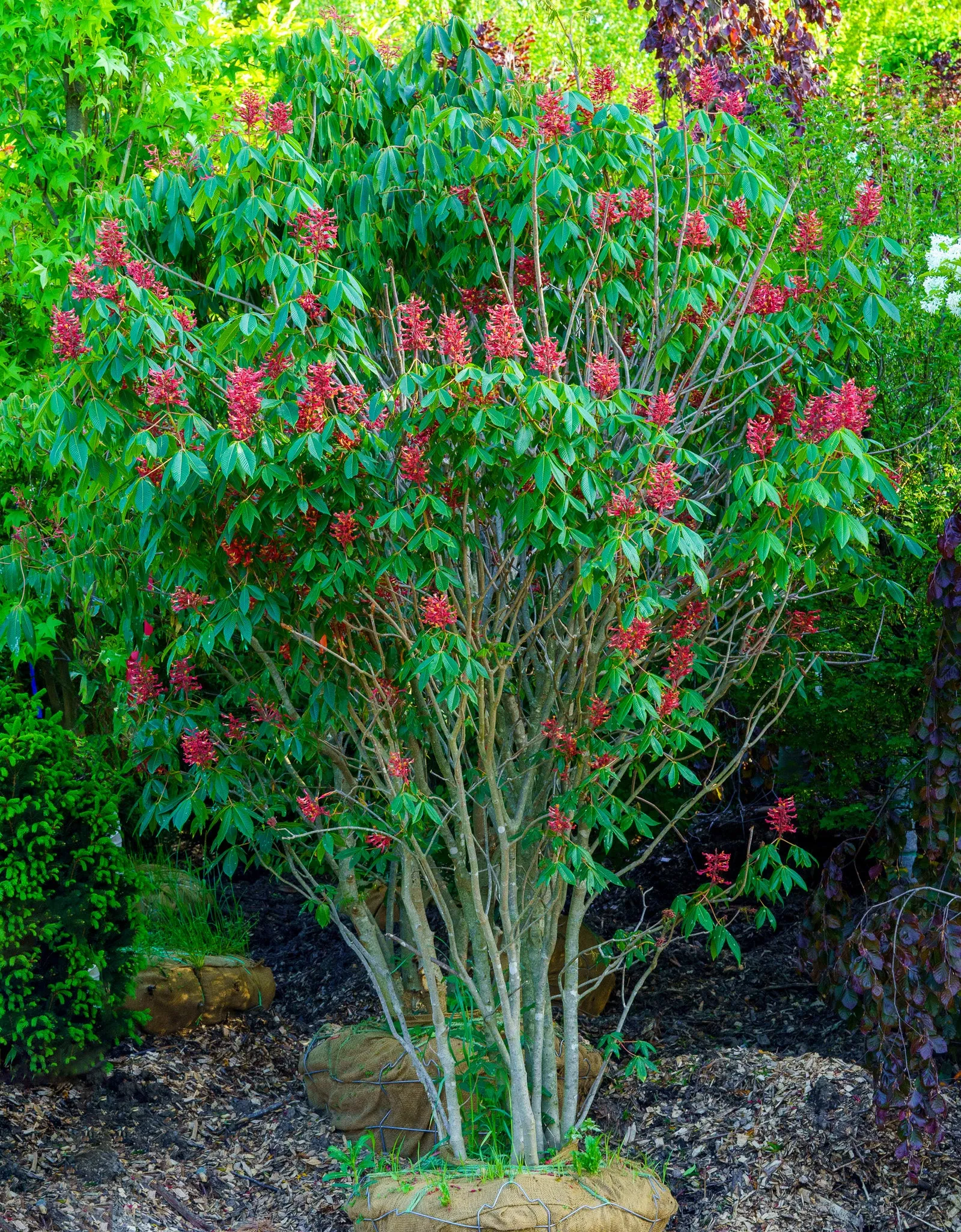 Red Buckeye