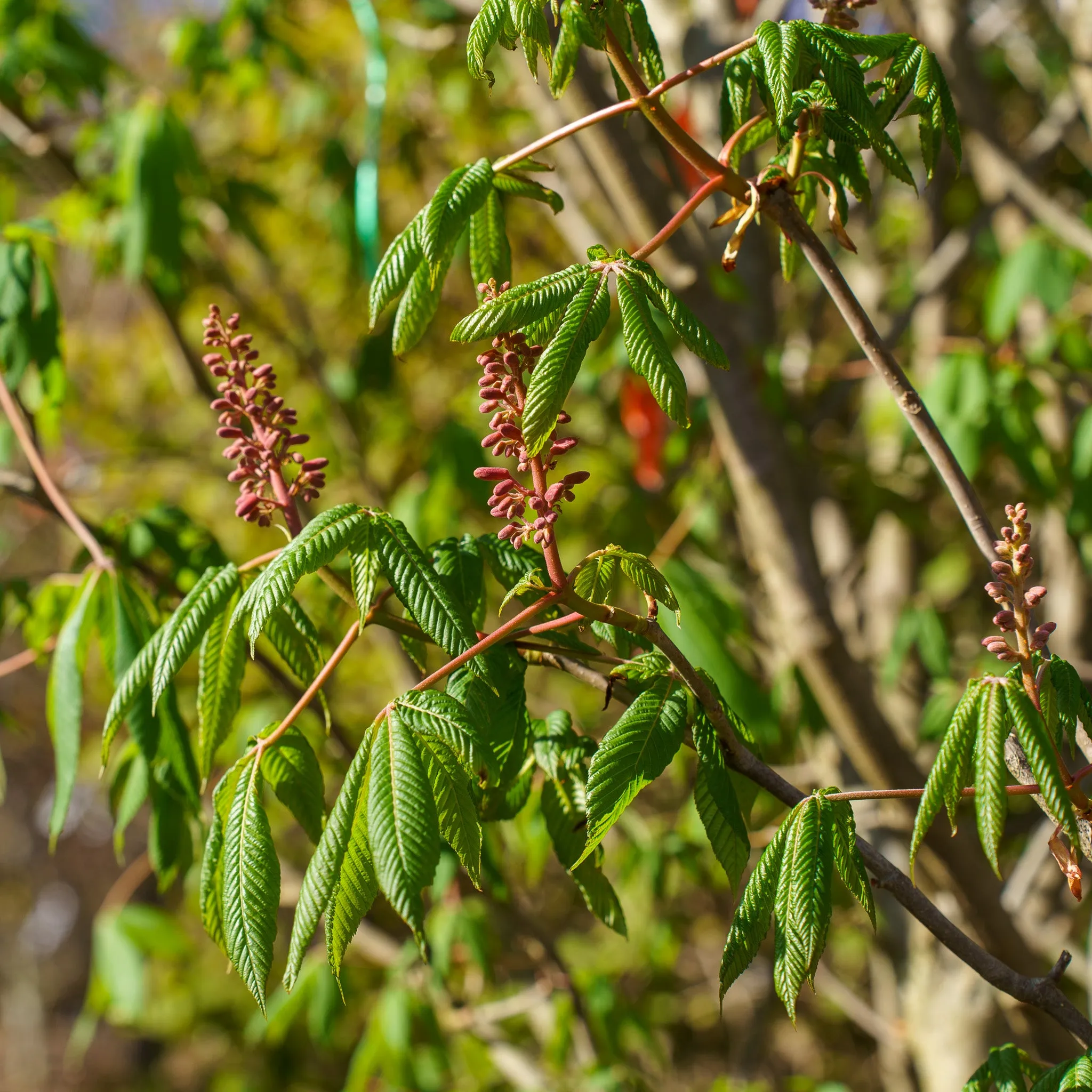 Red Buckeye
