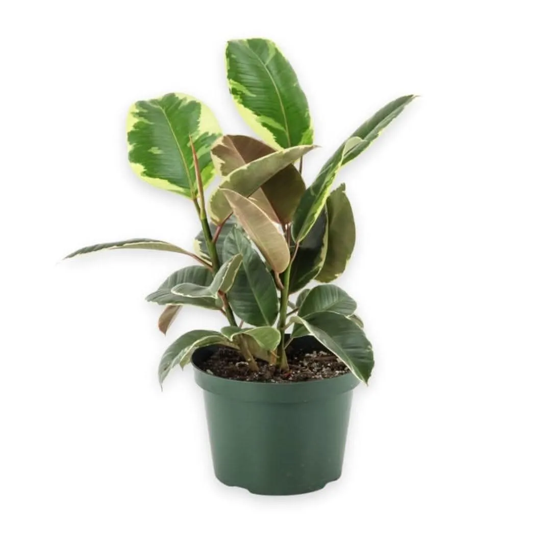 Rubber Tree Tineke