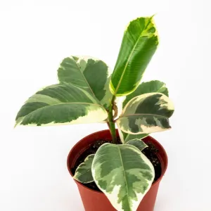 Rubber Tree Tineke