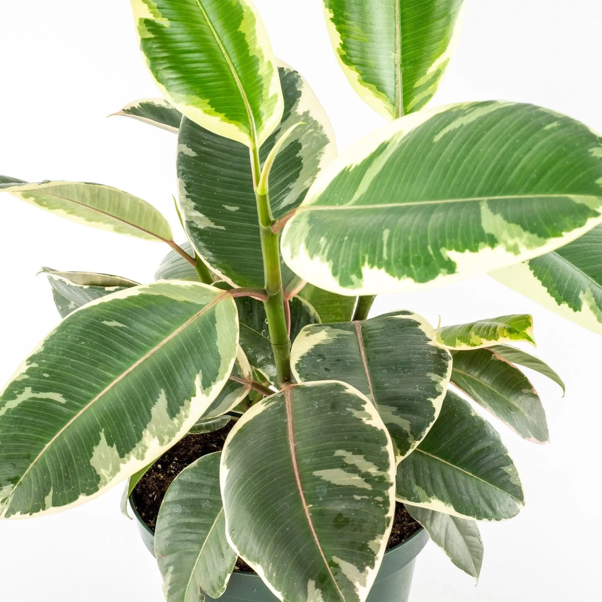 Rubber Tree Tineke