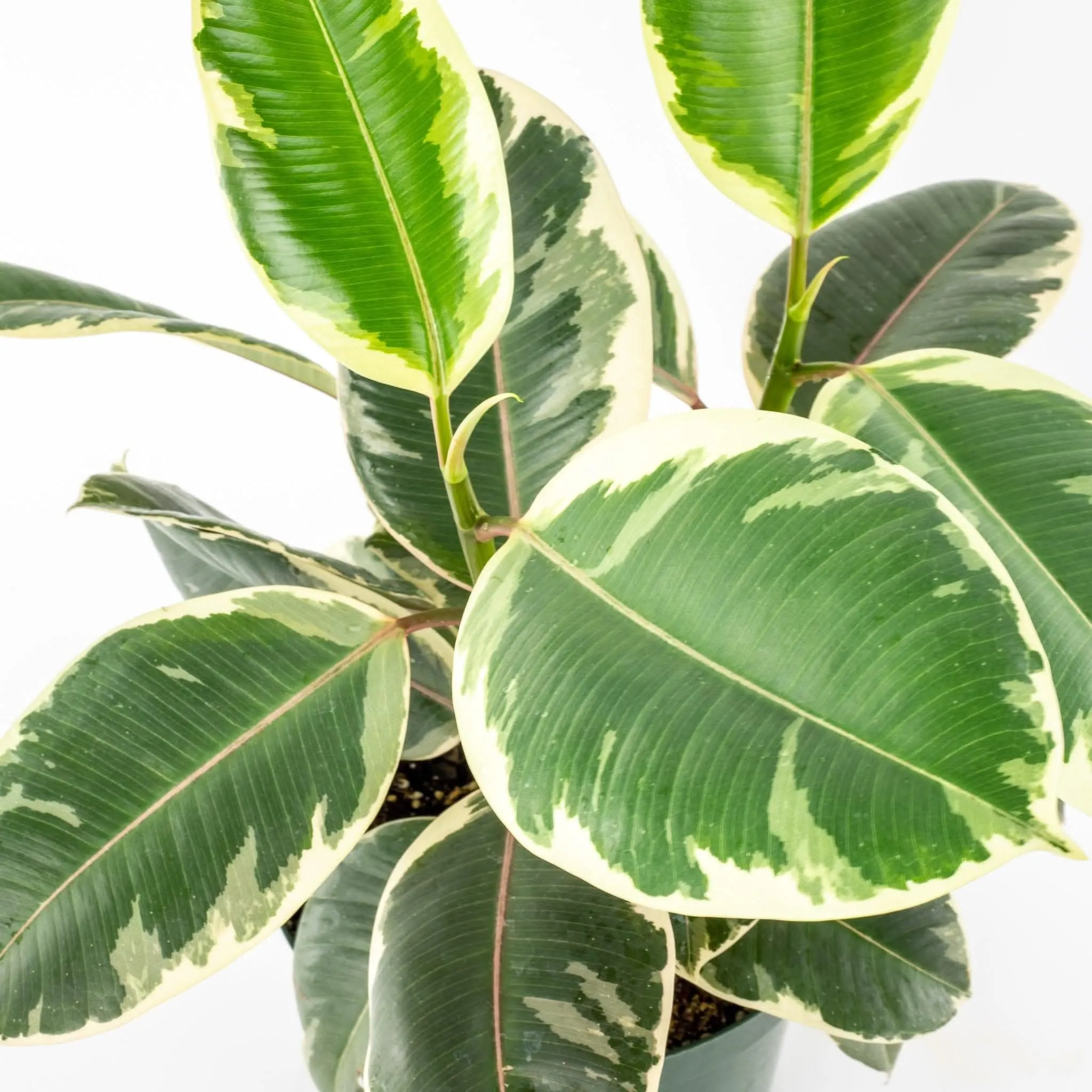 Rubber Tree Tineke